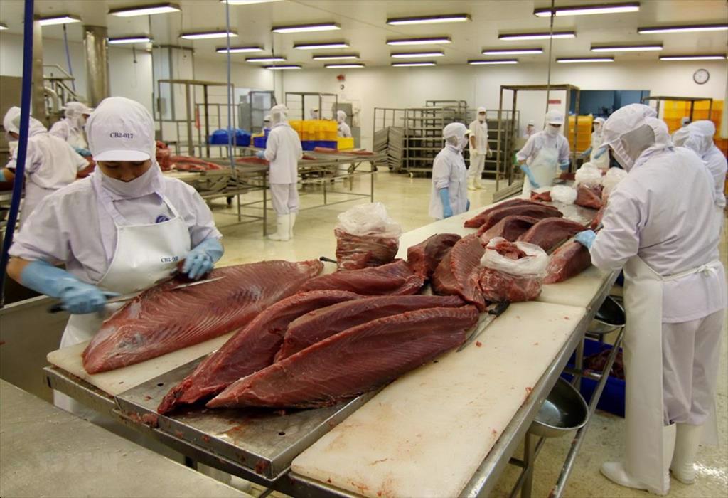 Xu hướng thị trường cá ngừ 2025 Lợi thế cho quốc gia biết thích ứng và nâng chuẩn